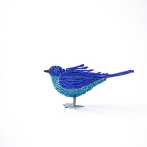 Beaded Bluebird