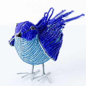 Beaded Bluebird